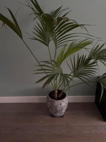 Mooie kamerplant met pot! beschikbaar voor biedingen