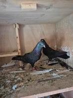 Hoogvlieger duiven, Dieren en Toebehoren, Vogels | Duiven