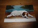 Hond, Verzenden, Hond of Kat