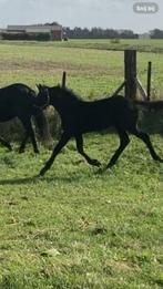 Super luxe Arabo Fries hengstveulen, Dieren en Toebehoren, Paarden, Gechipt, Dressuurpaard, 0 tot 2 jaar, Hengst