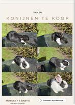 Konijnen te koop!, Dieren en Toebehoren, Konijnen