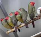 Binsenastrildes, Dieren en Toebehoren, Vogels | Overige Vogels, Meerdere dieren