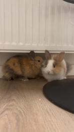 Tamme konijntjes, Dieren en Toebehoren, Knaagdieren, Meerdere dieren, Overige typen, Na 1 juli 2024