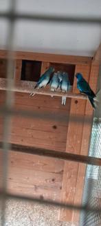 Mooie splendidparkieten voor de liefhebber, Dieren en Toebehoren, Meerdere dieren, Parkiet