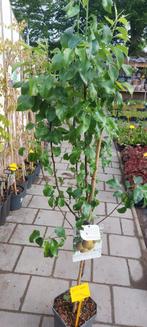 Laagstam fruitbomen actie !!, Tuin en Terras, Planten | Fruitbomen, Ophalen of Verzenden