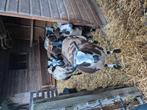 Bonte dekrammen, Dieren en Toebehoren, Schapen, Geiten en Varkens, Mannelijk, Schaap