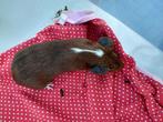 Cavia beertje, Dieren en Toebehoren, Knaagdieren, Juni, Mannelijk, Cavia