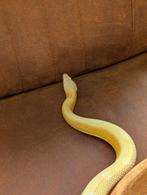 Hypo butter Motley het. Scaleless nk '22, Dieren en Toebehoren, Reptielen en Amfibieën, Slang, Tam, 3 tot 6 jaar
