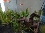 Baby guppies, Vis