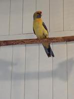 Gezocht  strogele pop, Dieren en Toebehoren, Vogels | Parkieten en Papegaaien, Vrouwelijk, Parkiet