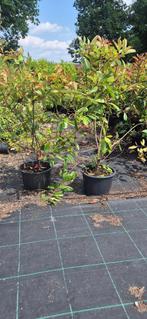 Photinia 'Red Robin', Ophalen, Overige soorten, Struik, 100 tot 250 cm