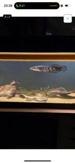 roofvissen/aquarium vissen / aquarium, Vis