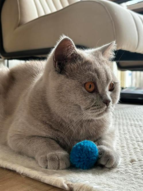 Britse kortharen met stamboom te koop aangeboden, Dieren en Toebehoren, Katten en Kittens | Raskatten | Korthaar, Poes