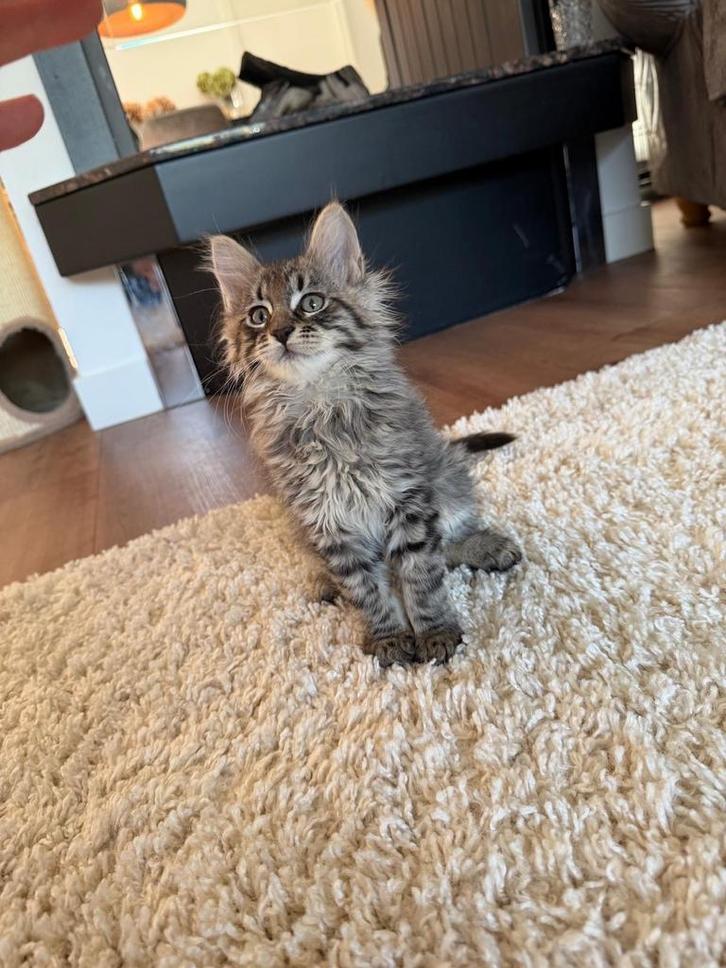 Maine coon kittens - mogen verhuizen, Dieren en Toebehoren, Katten en Kittens | Raskatten | Langhaar, Meerdere dieren, Ontwormd