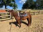 Te koop: Zeer mooie Quarter Horse (ruin) van 7 jaar oud., Dieren en Toebehoren, Ruin, Minder dan 160 cm, Westernpaard, Ontwormd