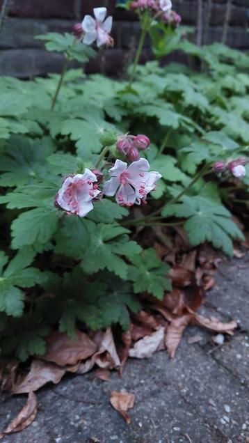 ooievaarsbek   Geranium sanguineum) beschikbaar voor biedingen
