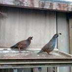 Californische kuifkwartels, Dieren en Toebehoren, Vogels | Overige Vogels, Meerdere dieren, Tropenvogel