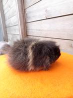 Te koop: Beer - Ch Teddy (Zwart Créme), Dieren en Toebehoren, Cavia, Mannelijk, Juli, Tam