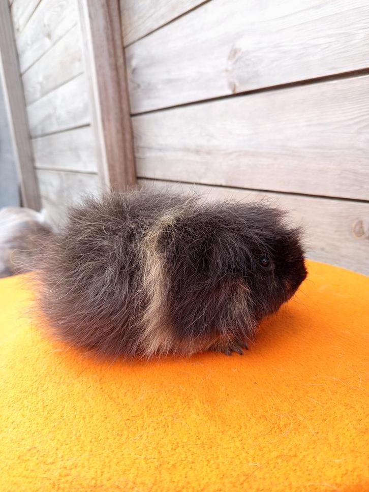 Te koop: Beer - Ch Teddy (Zwart Créme), Dieren en Toebehoren, Knaagdieren, Mannelijk, Cavia, Juli, Tam