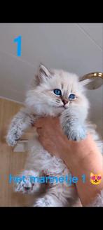 Siberische katten Neva Masquerade met stamboom, Meerdere dieren, Gechipt