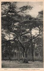 Zeist  Wonderboom in 't Zeisterbosch, Ophalen of Verzenden, Voor 1920, Ongelopen, Utrecht