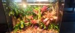 !!prachtig mega groot terrarium paludarium !! Moet weg, Dieren en Toebehoren, Reptielen en Amfibieën | Toebehoren, Ophalen, Zo goed als nieuw