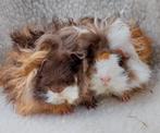 Lunkarya berenkoppel, Dieren en Toebehoren, Knaagdieren, Juli, Mannelijk, Cavia