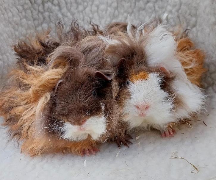 Lunkarya berenkoppel, Dieren en Toebehoren, Knaagdieren, Mannelijk, Cavia, Juli