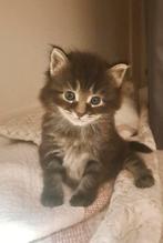 Prachtige nebelung/blauwe rus kittens te koop, Dieren en Toebehoren, Meerdere dieren, Langharig, 0 tot 2 jaar