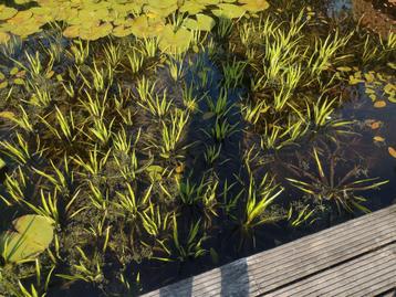 Te koop krabbenscheer vijverplanten beschikbaar voor biedingen