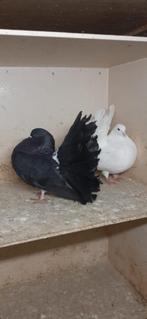 Pauwstaarten, Dieren en Toebehoren, Vogels | Duiven, Meerdere dieren, Overige soorten