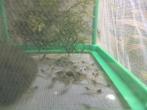 Japonica garnalen, Dieren en Toebehoren, Vissen | Aquariumvissen, Kreeft, Krab of Garnaal, Zoetwatervis, Schoolvis