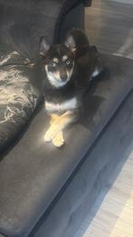 Pomsky, 15 weken tot 1 jaar, Teef, Poolhond, Parvo
