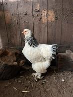 Mooie brahma’s te koop, Dieren en Toebehoren