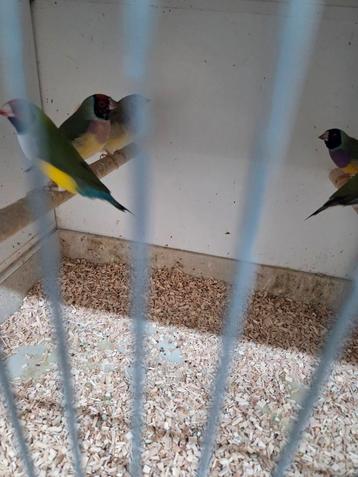 Gould amadines beschikbaar voor biedingen