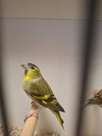 Span Europese sijs wildkleur man split bruin x bruine pop, Dieren en Toebehoren, Meerdere dieren, Wildzangvogel, Geringd