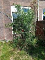 Olijvenboom Walnotenboom, Ophalen, Volle zon, Overige soorten