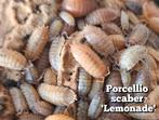 Porcellio scaber 'Lemonade', Overige soorten