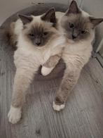 Ragdoll katertje te koop., Kater
