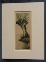 Ets Knotwilg aan het water Dirk Harting 1884-1970 hxb 16x6,6, Antiek en Kunst, Ophalen of Verzenden