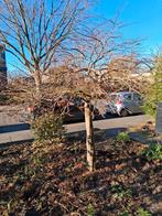 Japanse esdoorn acer palmatum garnet, Tuin en Terras, Ophalen, Bloeit niet, Halfschaduw, Overige soorten