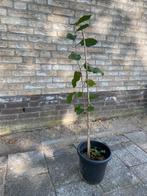 Hazelnoten boom , ca 100 cm hoog, Ophalen, Volle zon, Overige soorten