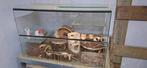 Gerbilarium incl toebehoren, Dieren en Toebehoren, Knaagdieren, April, Mannelijk, Hamster