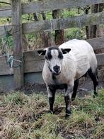Mooie Ram, Real Badger, Blauwe Texelaar, Mannelijk, Schaap, 0 tot 2 jaar