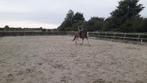 Gezocht: paarden verzorger / verzorgster
