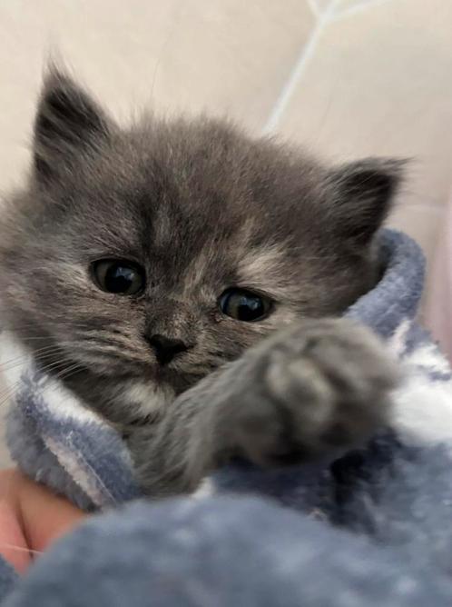 Britse cuties kort en langharig, Dieren en Toebehoren, Katten en Kittens | Raskatten | Korthaar, Meerdere dieren, 0 tot 2 jaar