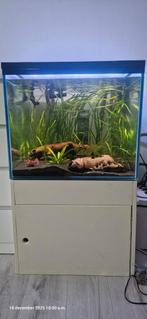 60x60x50 vierkant aquarium, Dieren en Toebehoren, Vissen | Aquaria en Toebehoren, Ophalen, Gebruikt, Leeg aquarium