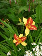 hemerocallis frans hals, Ophalen, Zomer, Overige soorten, Halfschaduw