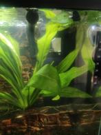 Z.g.a.n. Aquarium met meubel, Vis