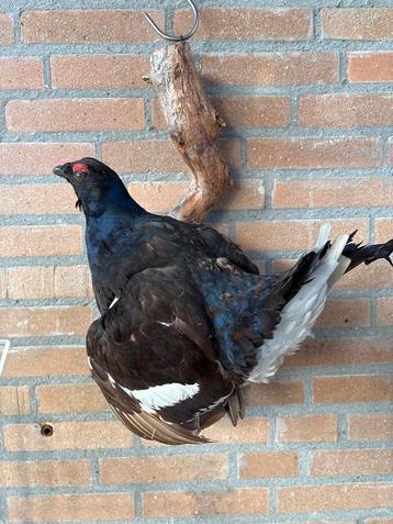 Opgezette korhoen - Prachtig Exemplaar beschikbaar voor biedingen